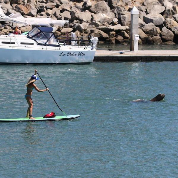 paddleboarder next to sea lion
